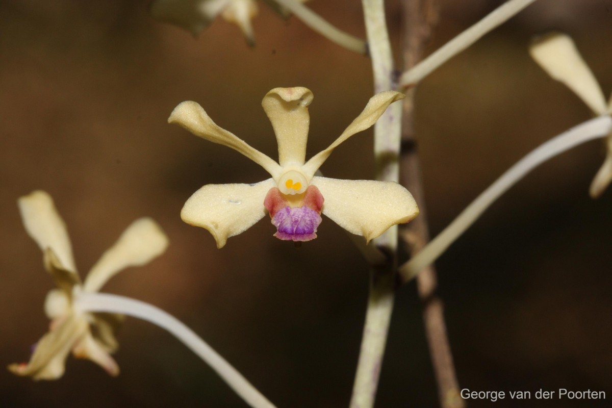 Vanda testacea (Lindl.) Rchb.f.